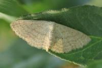 Scopula minorata