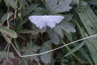 Scopula incanata