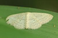 Scopula minorata