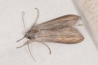 Cucullia umbratica