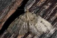Orectis massiliensis