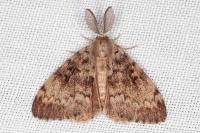 Lymantria dispar