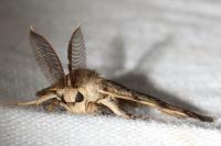 Lymantria dispar