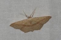 Scopula imitaria
