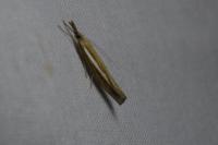 Agriphila tristella