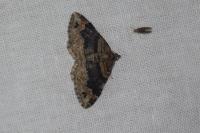 Xanthorhoe ferrugata