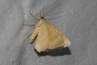 Camptogramma bilineata