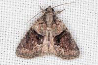 Cryphia ochsi