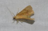 Camptogramma bilineata