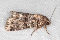 Callopistria latreillei