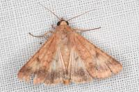 Helicoverpa armigera