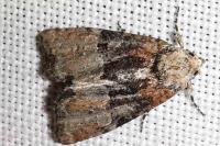 Mesoligia furuncula