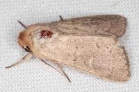 Mythimna ferrago