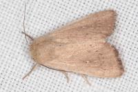 Mythimna sicula