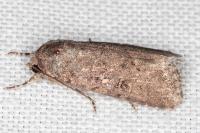Spodoptera cilium