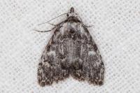 Meganola strigula