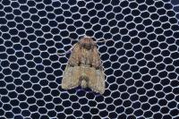 Mesoligia furuncula