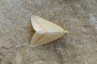 Rhodometra sacraria