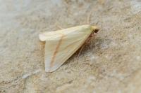 Rhodometra sacraria