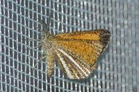 Isturgia limbaria