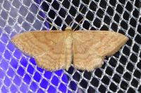 Idaea ochrata