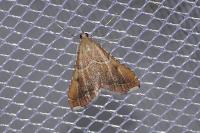 Endotricha flammealis