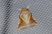 Habrosyne pyritoides