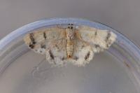 Charissa variegata