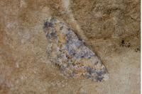 Charissa variegata