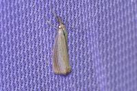Agriphila straminella