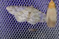 Ectropis crepuscularia