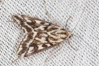 Loxostege comptalis