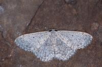 Scopula marginepunctata