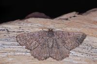 Gnophos furvata