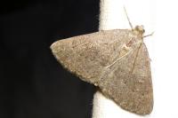Pachycnemia tibiaria tibiaria