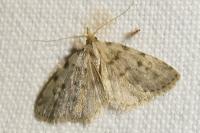 Orectis massiliensis