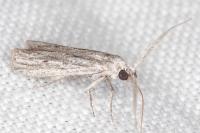 Amphithrix sublineatella