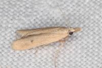 Coenochroa ablutella