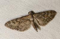 Eupithecia icterata