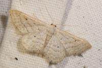 Idaea elongaria
