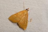Anania crocealis