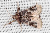Loryma egregialis