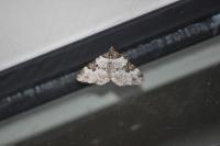 Xanthorhoe fluctuata