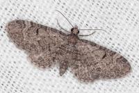 Eupithecia ultimaria