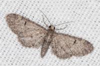 Eupithecia ultimaria