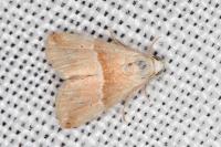 Eublemma parva
