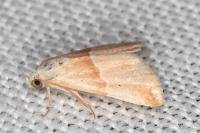 Eublemma parva