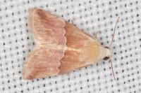 Eublemma parva