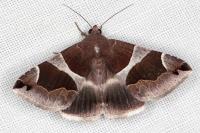Dysgonia algira