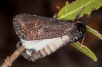Brithys crini